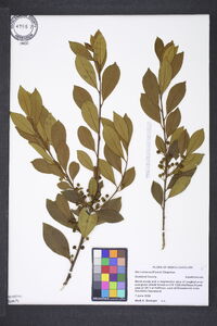 Ilex coriacea image