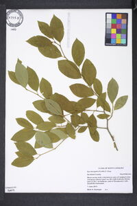 Ilex laevigata image