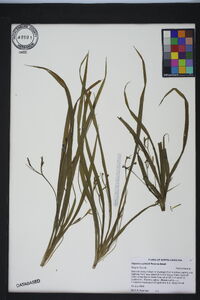 Hypoxis curtissii image