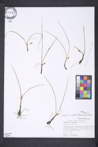 Hypoxis wrightii image