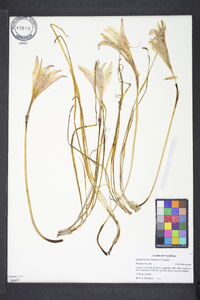 Zephyranthes treatiae image