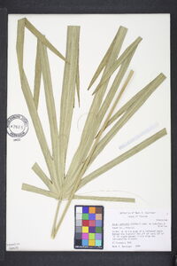 Sabal palmetto image