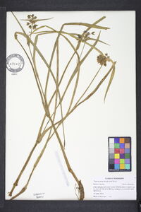 Tradescantia hirsuticaulis image