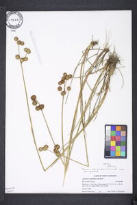 Juncus scirpoides var. scirpoides image