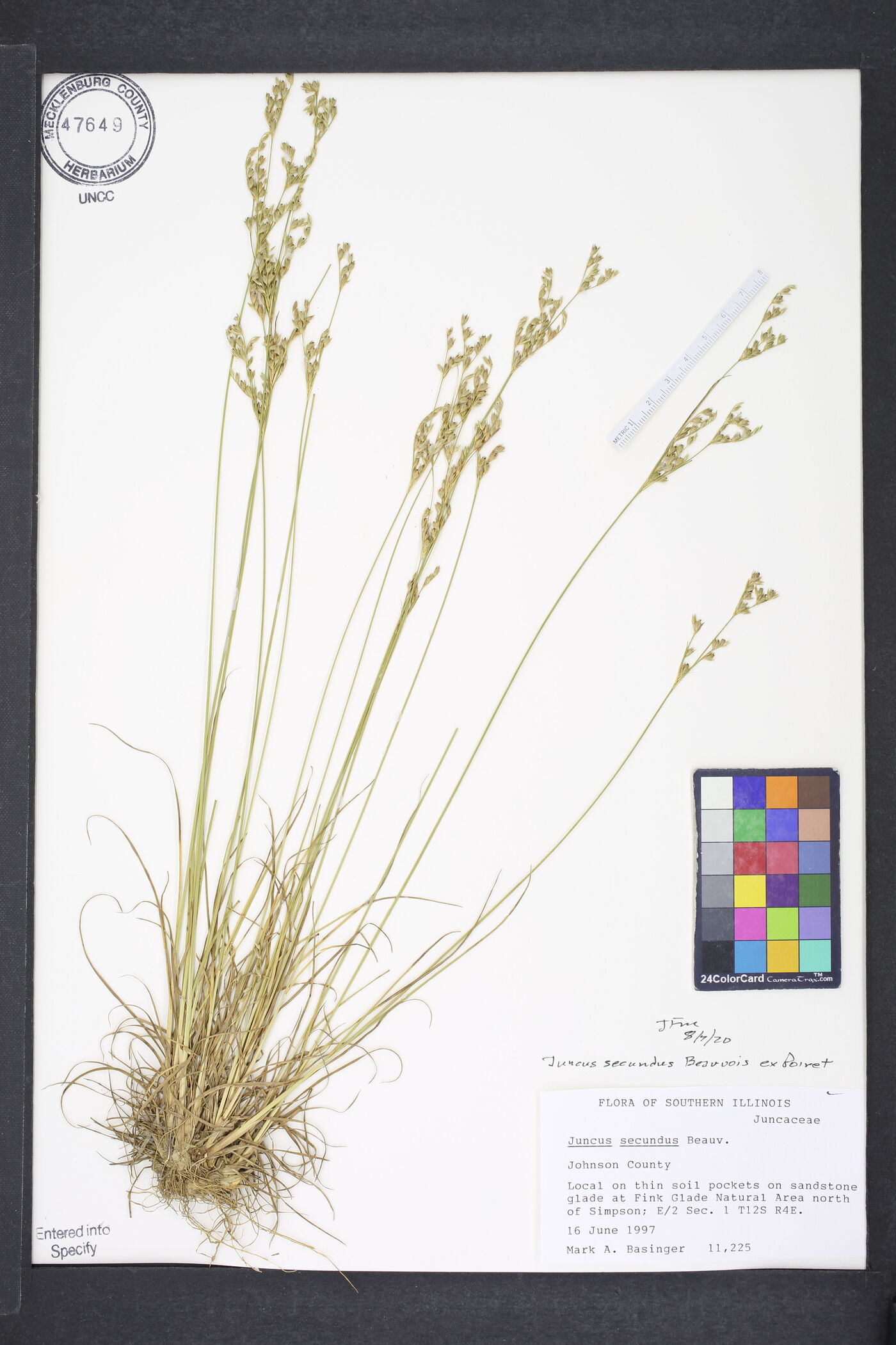 Juncus secundus image