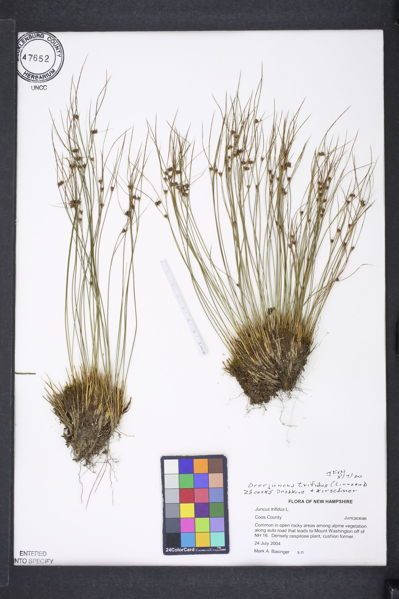 Juncus trifidus image