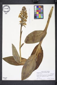 Platanthera psycodes image