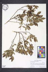 Vaccinium angustifolium image