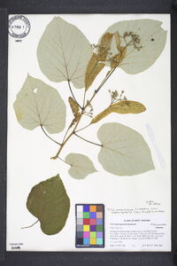 Tilia americana var. heterophylla image