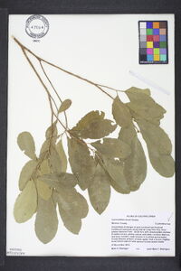 Gymnanthes lucida image