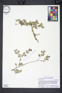 Crossopetalum ilicifolium image