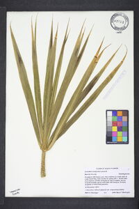 Dracaena reflexa image