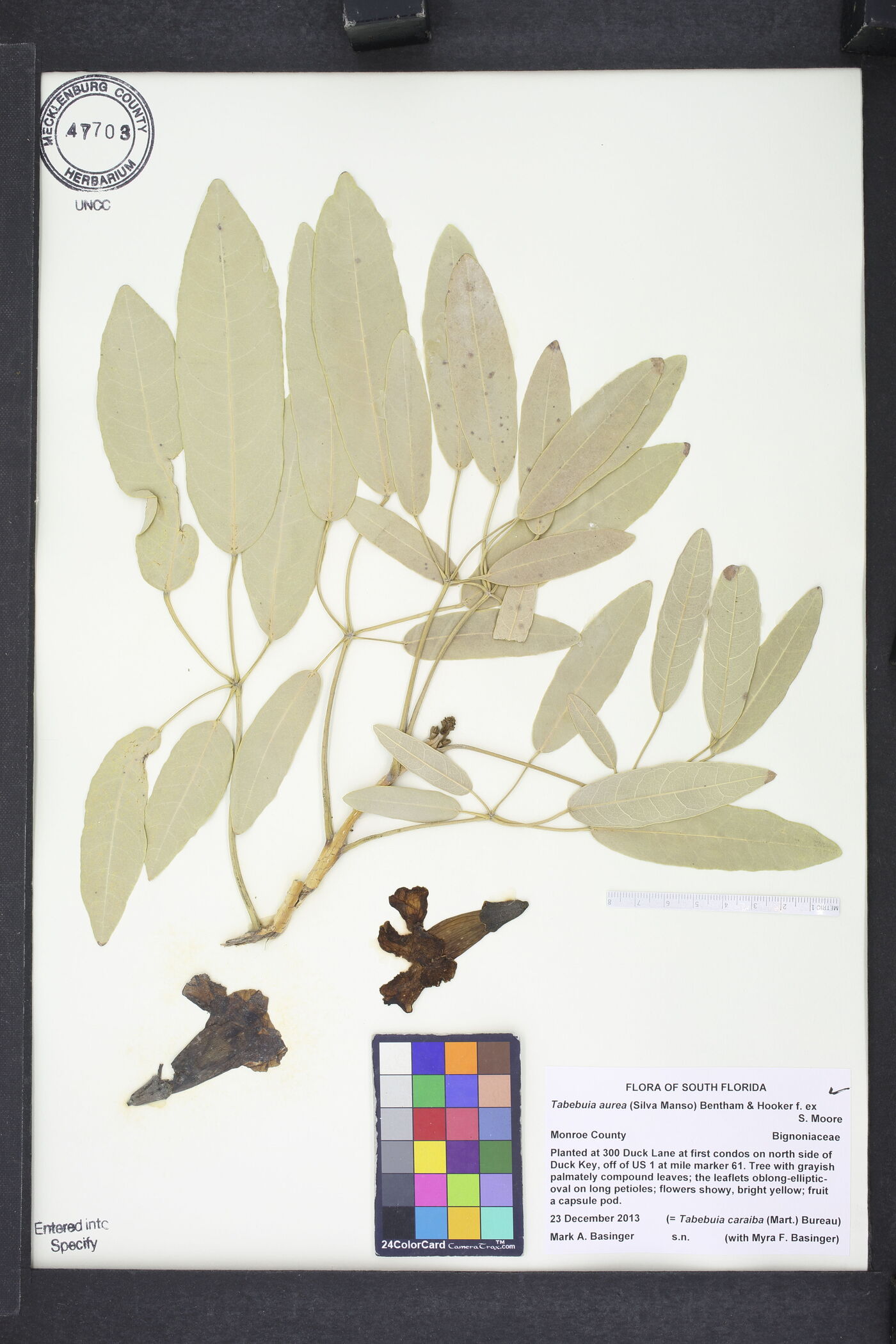 Tabebuia aurea image