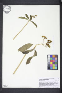 Solanum donianum image