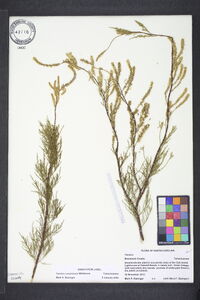 Tamarix canariensis image