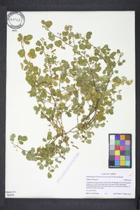 Grona triflora image