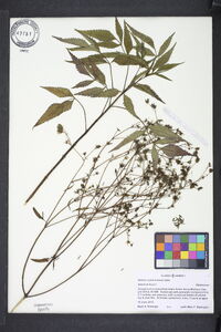 Bidens sandvicensis image