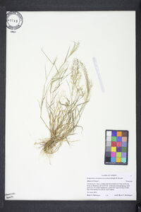 Eragrostis amabilis image