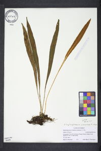 Elaphoglossum wawrae image