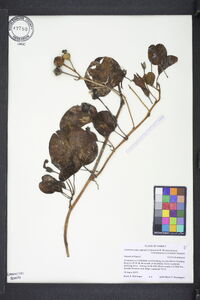 Ipomoea brasiliensis image