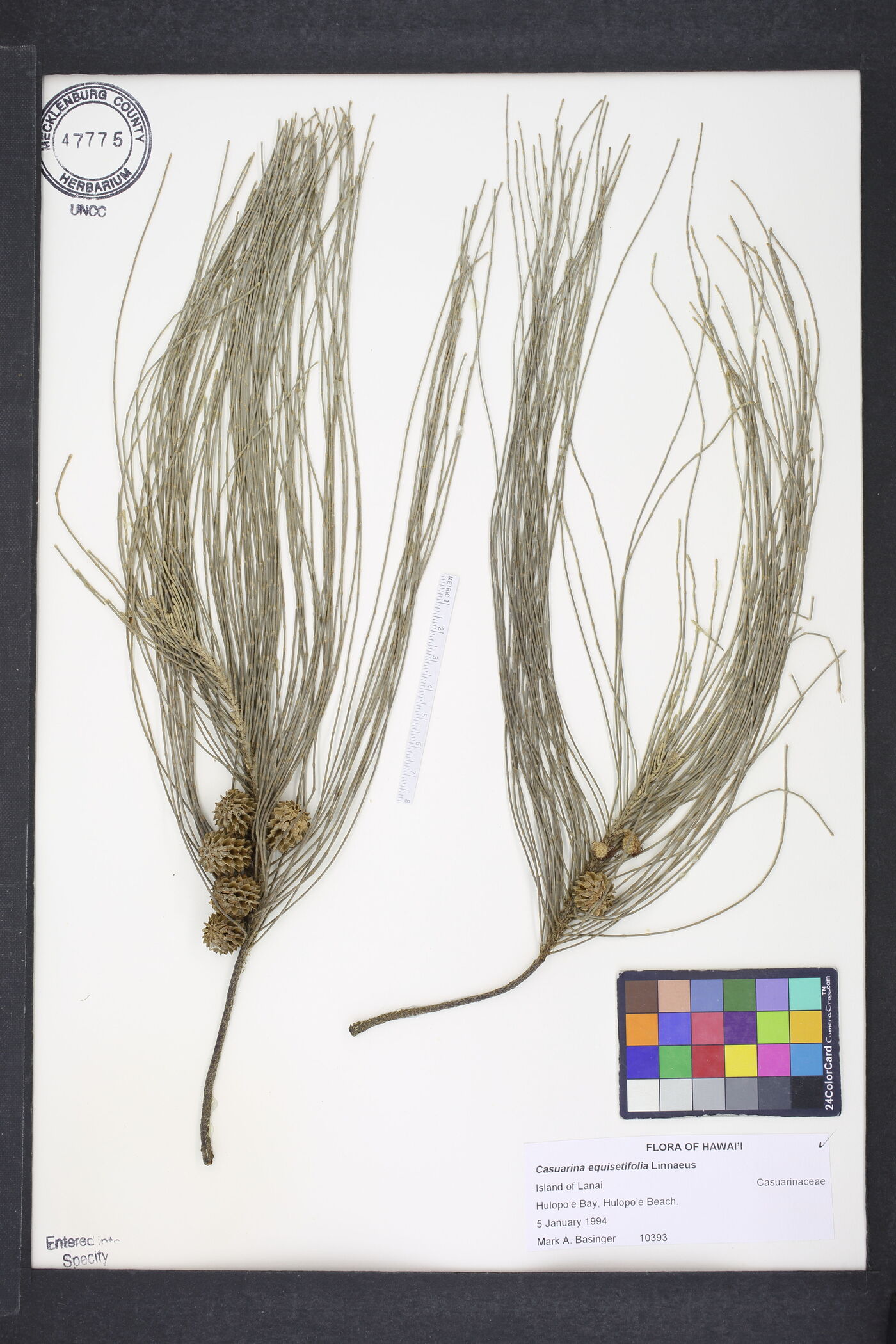 Casuarina equisetifolia subsp. equisetifolia image