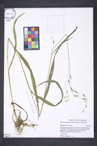 Bromus pubescens image