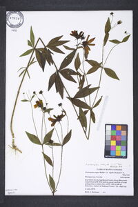 Coreopsis major image