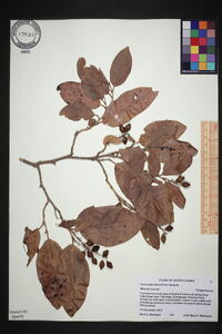 Coccoloba diversifolia image