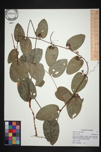 Smilax pumila image