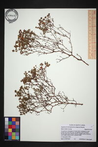 Hypericum brachyphyllum image