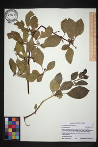 Pisonia aculeata image