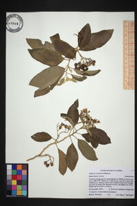 Solanum donianum image