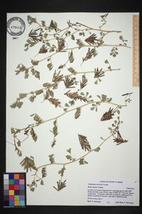 Indigofera spicata image