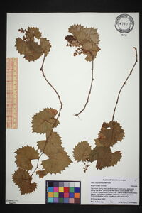 Vitis rotundifolia image