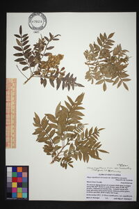 Rhus copallinum var. copallinum image