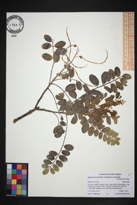 Sophora tomentosa image