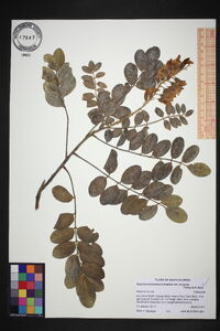 Sophora tomentosa var. truncata image