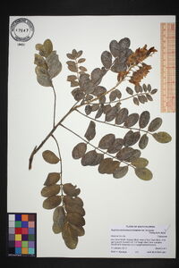 Sophora tomentosa image