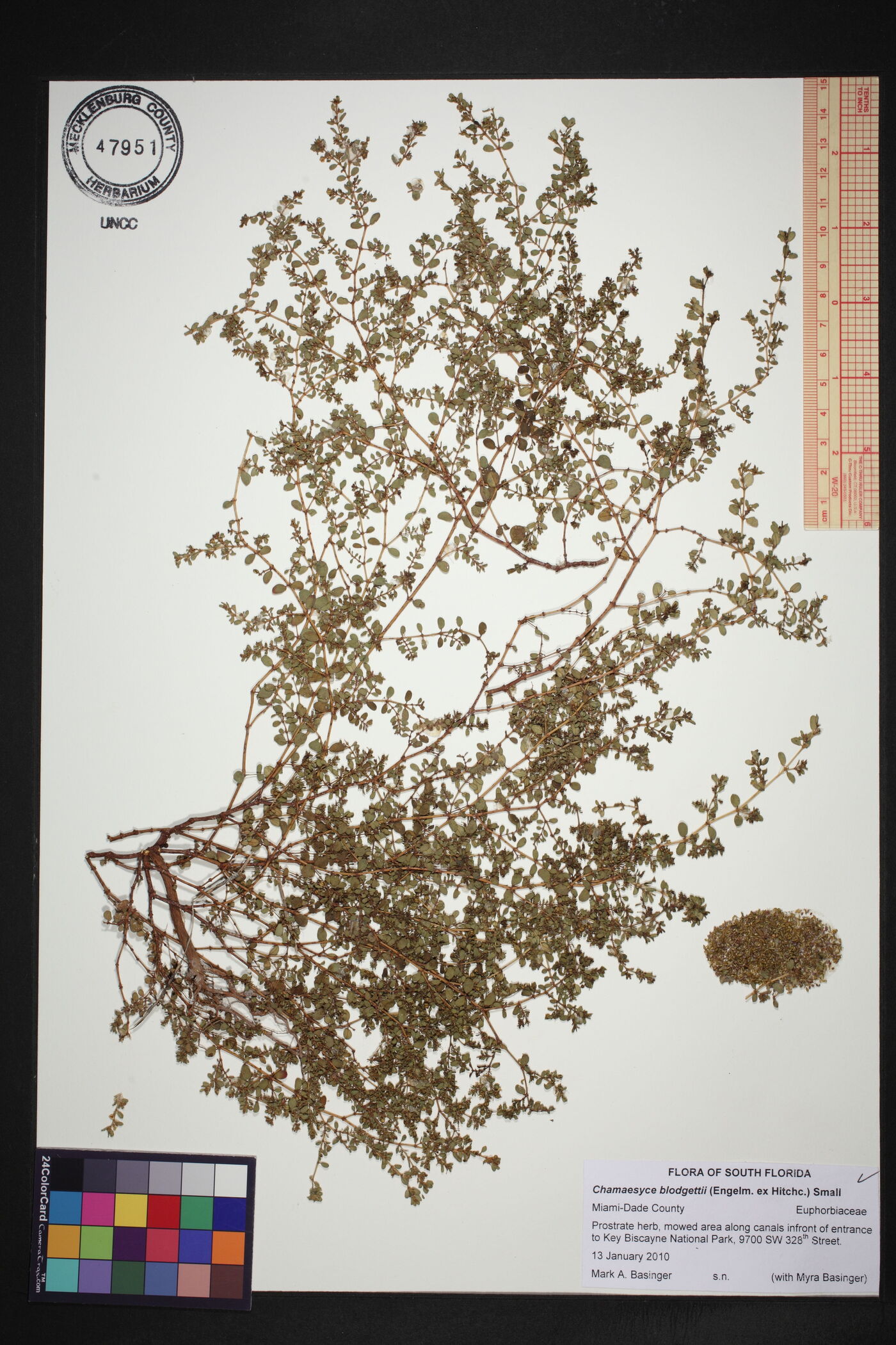 Euphorbia blodgettii image