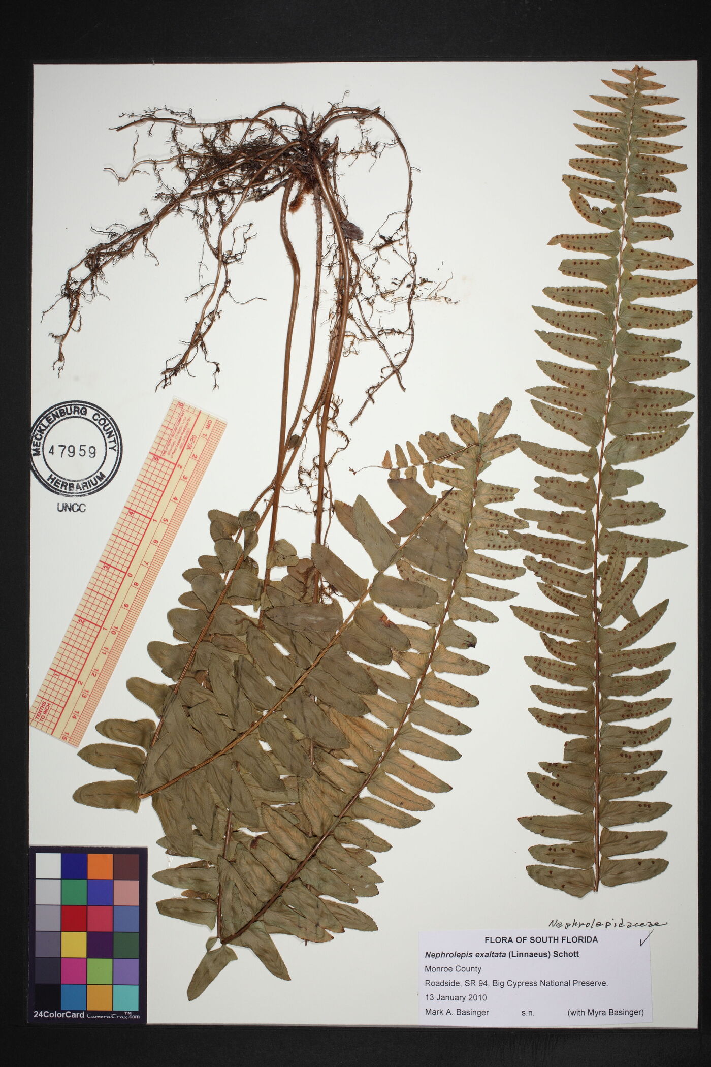 Nephrolepis exaltata subsp. exaltata image