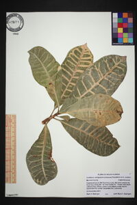 Codiaeum variegatum image