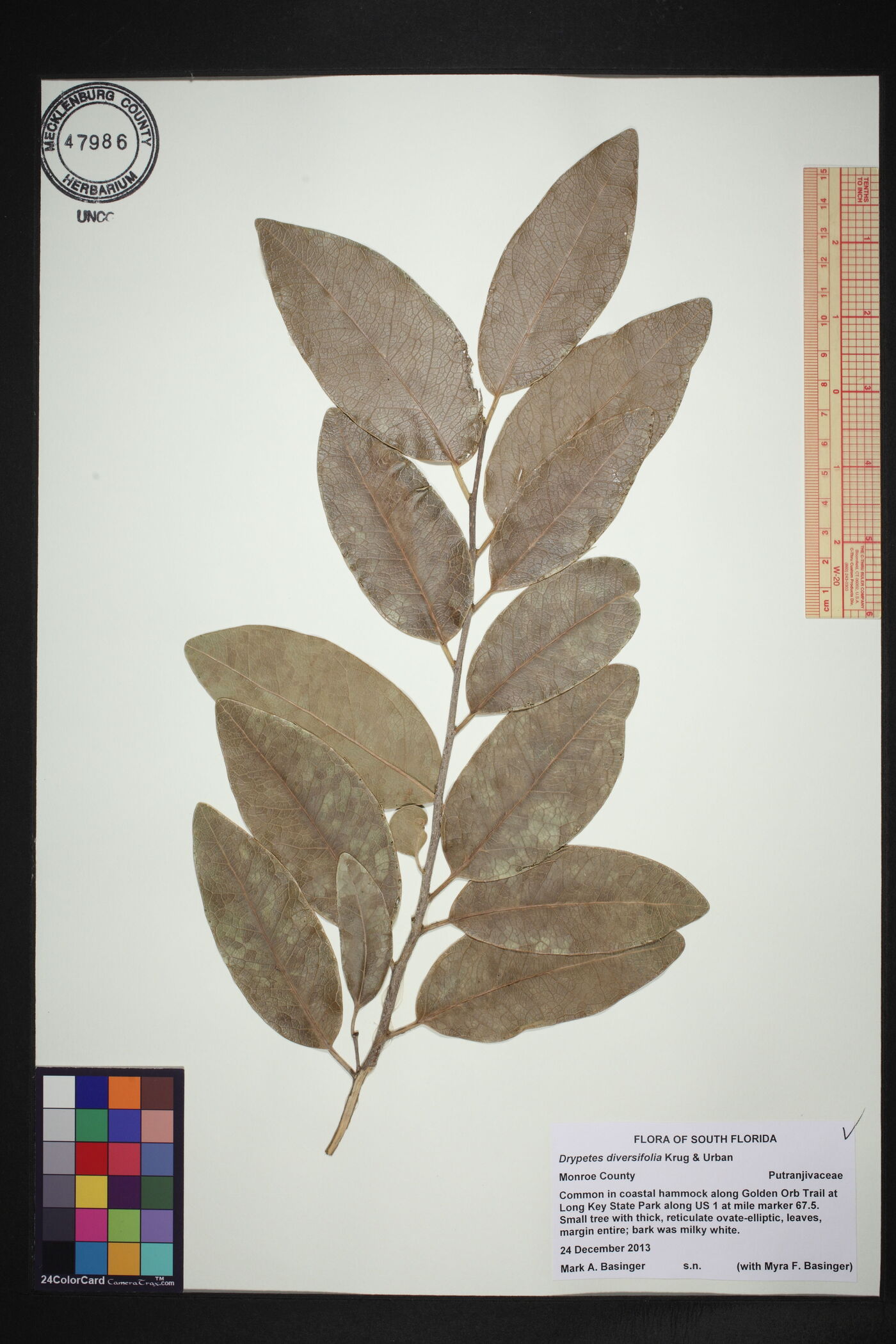 Drypetes diversifolia image