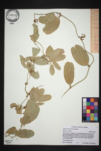 Smilax havanensis image