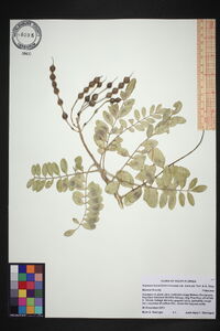Sophora tomentosa var. truncata image