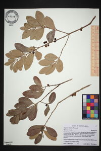 Eugenia foetida image