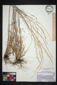 Aristida purpurascens image