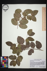 Krugiodendron ferreum image