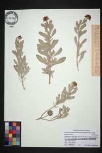 Borrichia frutescens image