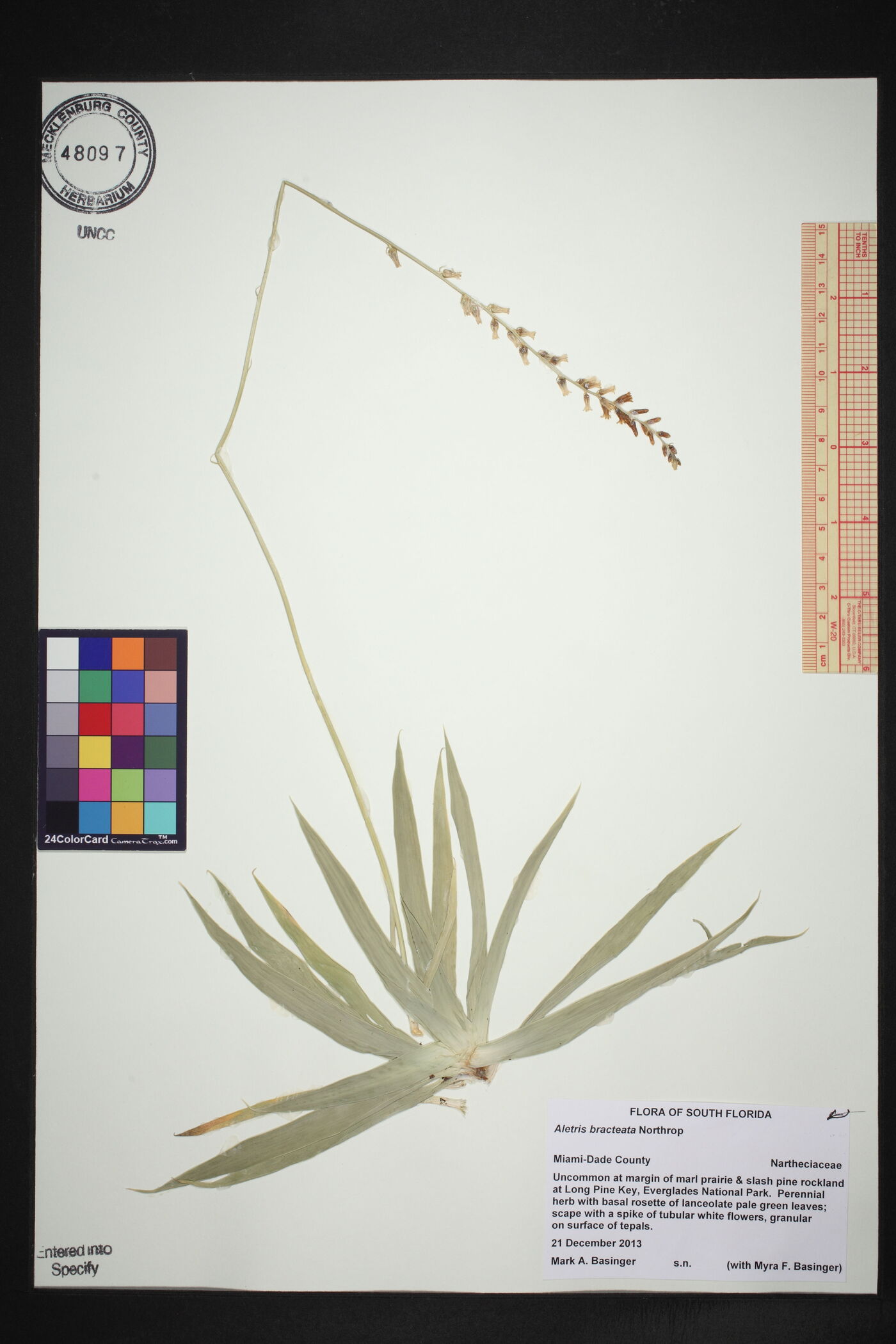Aletris bracteata image