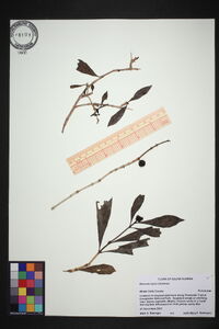 Morinda umbellata image
